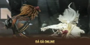 Cách Chơi Đá Gà GA28 Tại Win55 Hiệu Quả Dễ Hiểu 2 Cách Chơi Đá Gà GA28 Tại Win55 Hiệu Quả Dễ Hiểu