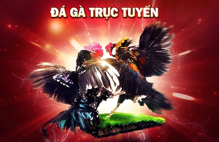 Đá Gà Win55 Trực Tuyến Với Tỷ Lệ Cược Cao Hấp Dẫn 1 Đá Gà Win55 Trực Tuyến Với Tỷ Lệ Cược Cao Hấp Dẫn
