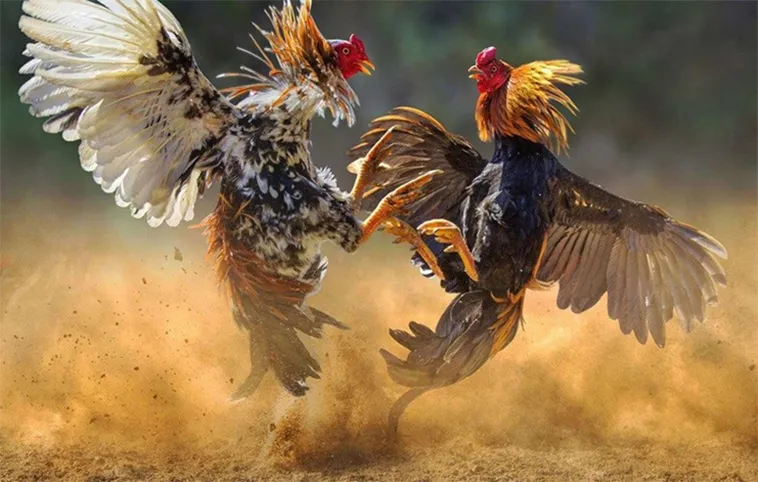 Cách Chơi Đá Gà WS168 Tại Win55 Đơn Giản Hiểu Quả Cao 2 Cách Chơi Đá Gà WS168 Tại Win55 Đơn Giản Hiểu Quả Cao